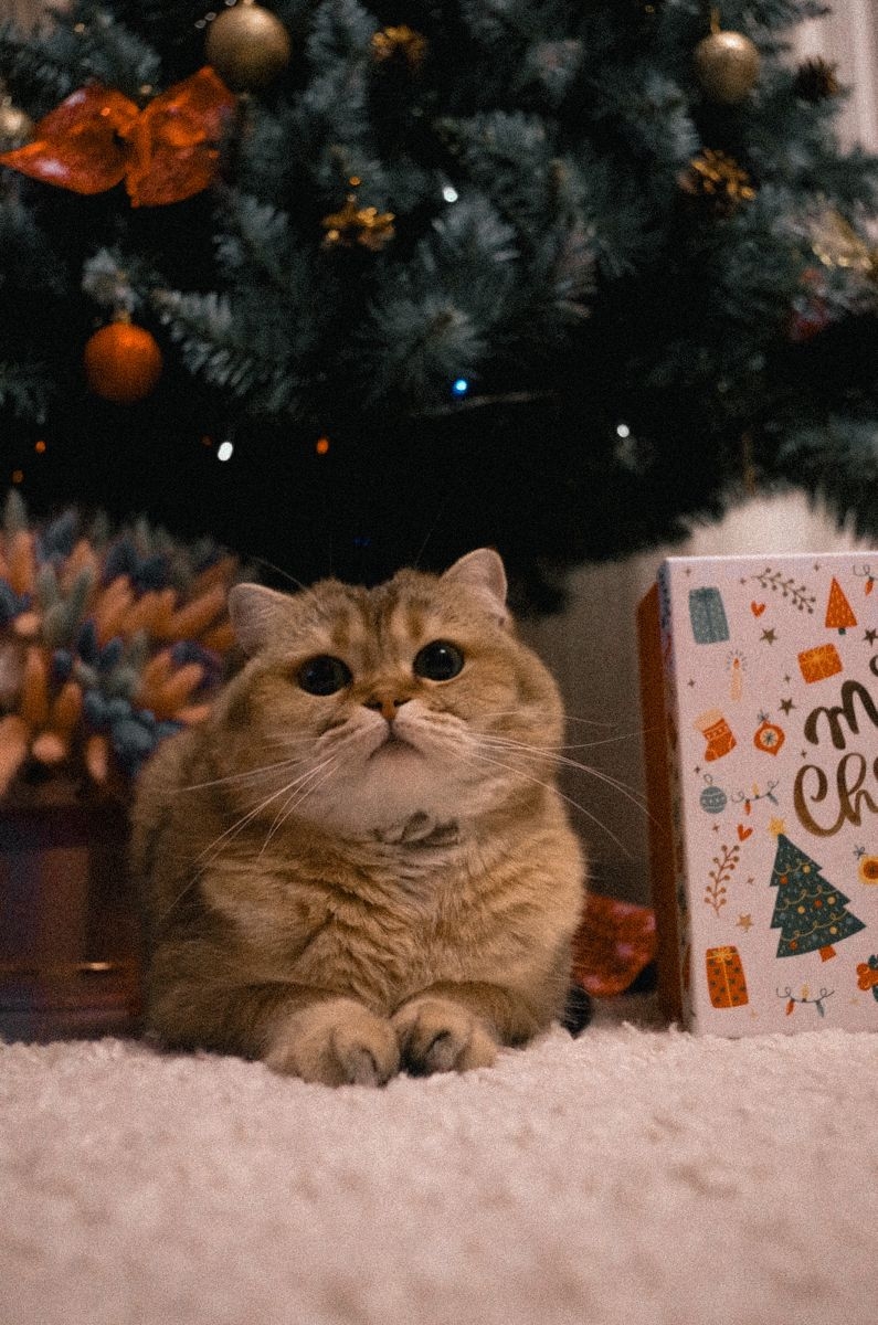 Ảnh mèo Noel dễ thương 8