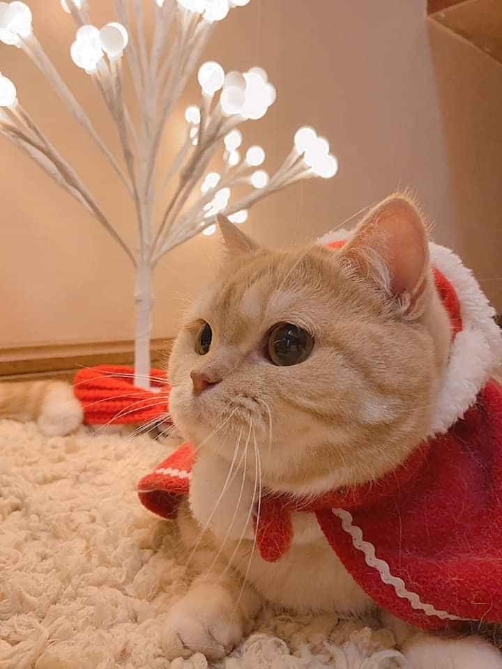 Ảnh mèo Noel dễ thương 12