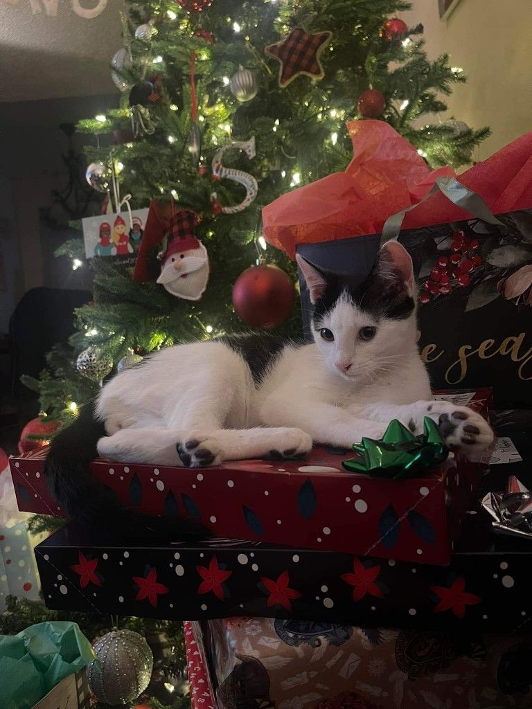 Ảnh mèo Noel dễ thương 9