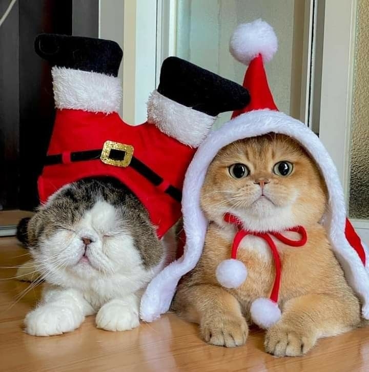 Hình nền mèo Noel cho cặp đôi 1