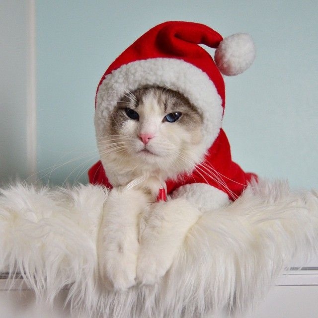 Hình nền mèo đội mũ đỏ Noel 3