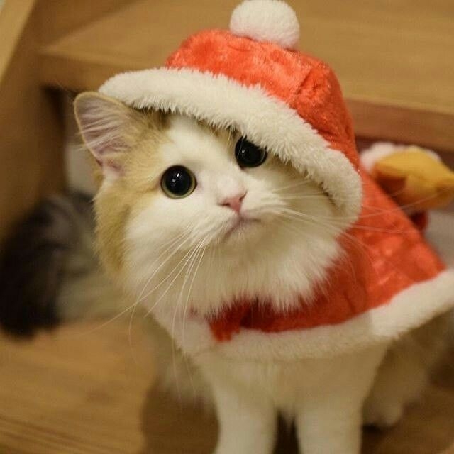 Hình nền mèo đội mũ đỏ Noel 4