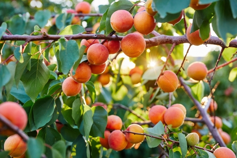 Apricot là quả gì 3