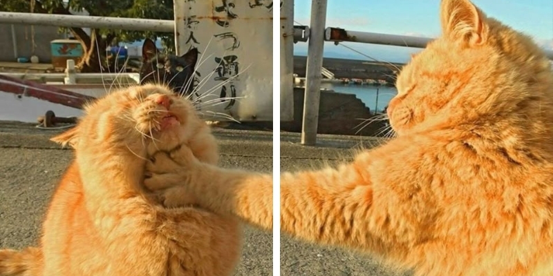 Avatar vô tri theo trend meme 2