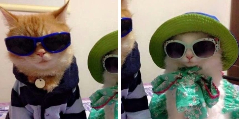 Avatar đôi động vật vô tri 7