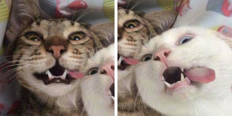 Avatar đôi động vật vô tri 11