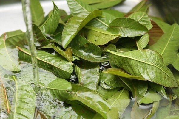 bạch tuộc hấp lá ổi 4