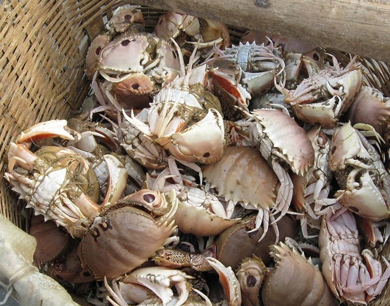 Bánh canh càng cúm (ảnh 1)