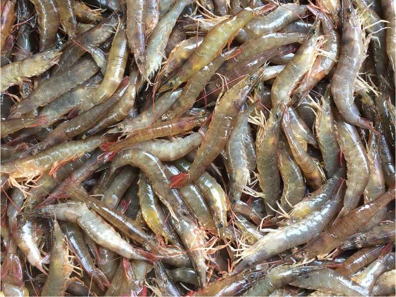 cách làm bánh khọt miền Tây (ảnh 2)