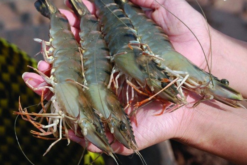 bánh quai vạc Phan Thiết 3