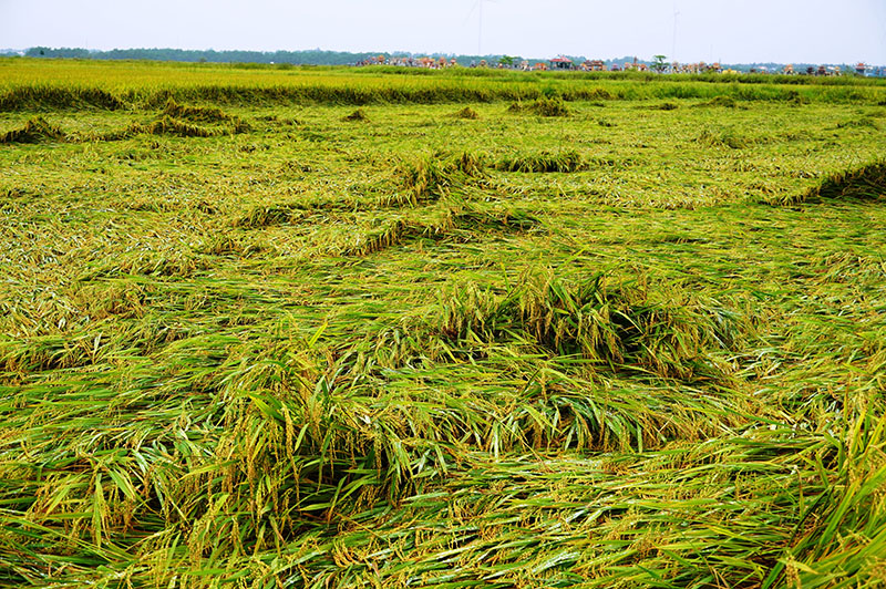 Thiệt hại về sản xuất và kinh tế