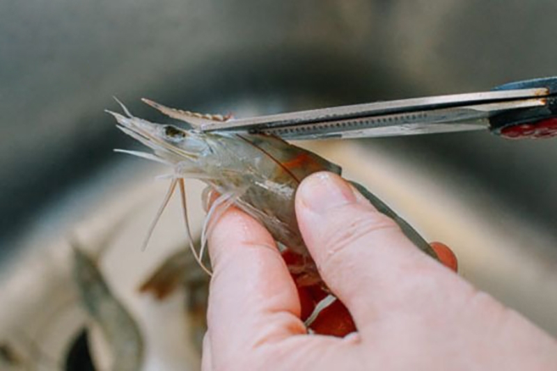 cách làm bầu hấp tôm thịt (hình 5)