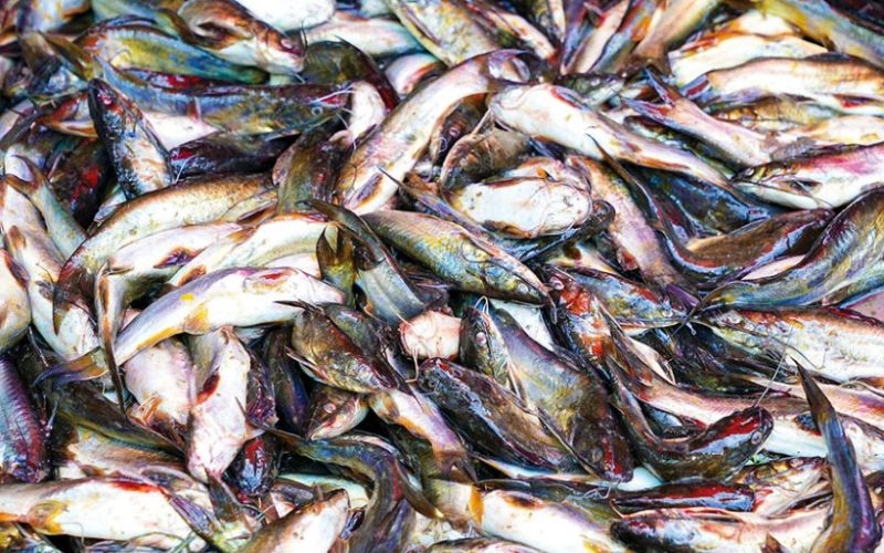 bí quyết chọn cá chốt tươi ngon