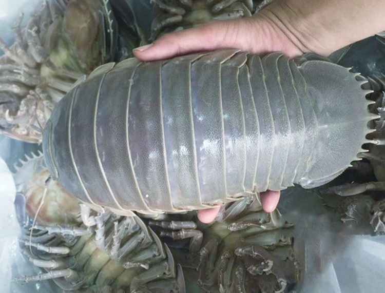 Bọ biển là con gì 1
