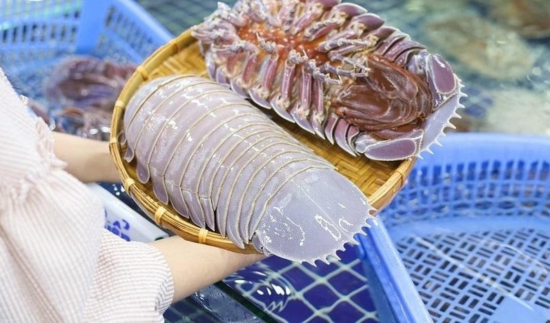 Bọ biển là con gì 4