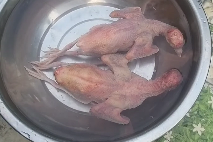 bồ câu rôti hình 5