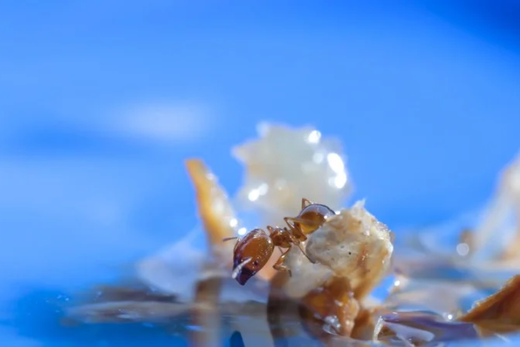 bò một nắng muối kiến vàng 2