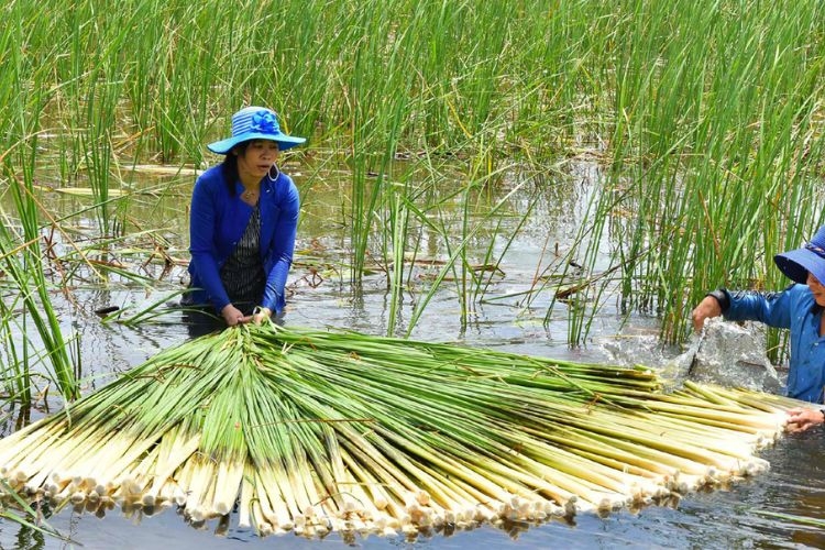 Bồn bồn xào tỏi