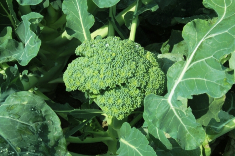 Cải thiện huyết áp và chức năng thận