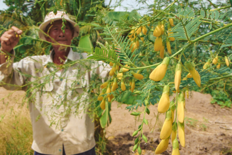 bông điên điển 2