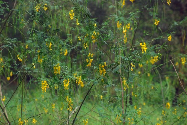 bông điên điển nấu gì ngon