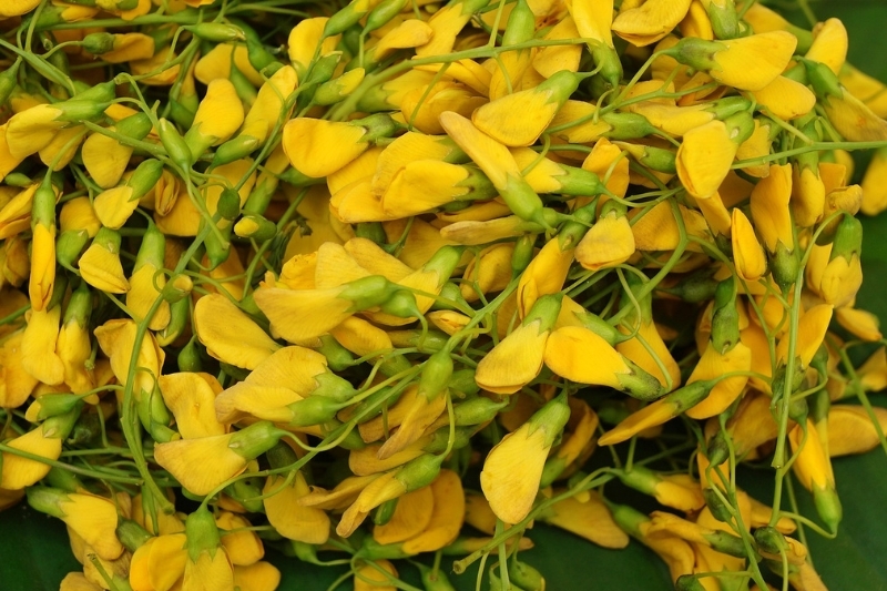 Bông điên điển xào tép 2