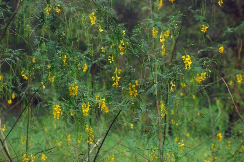 bông điên điển xào 1