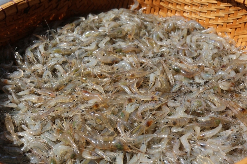 Bông điên điển xào tép 1