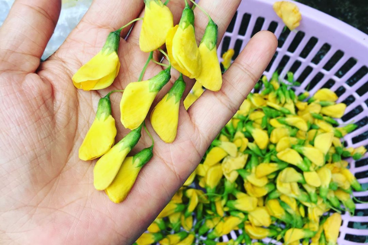 bông điên điển 3