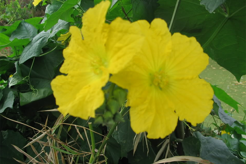 Bông mướp (hình 2)