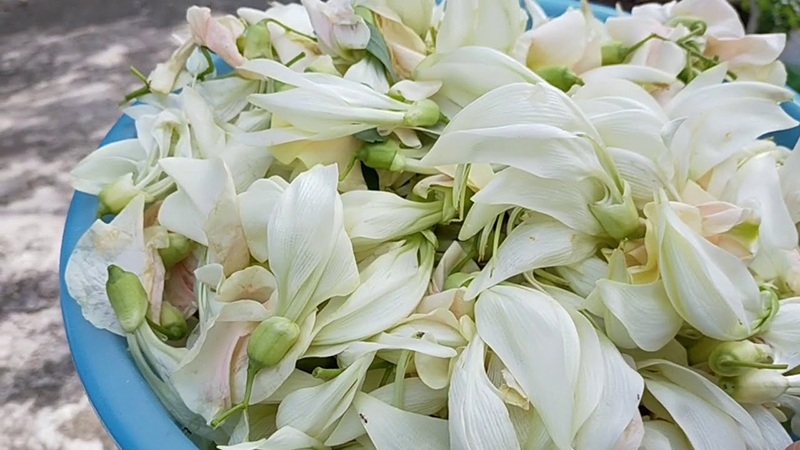 bông so đũa 2