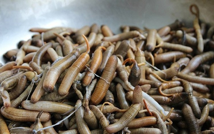 bông xùa xào su hào 1