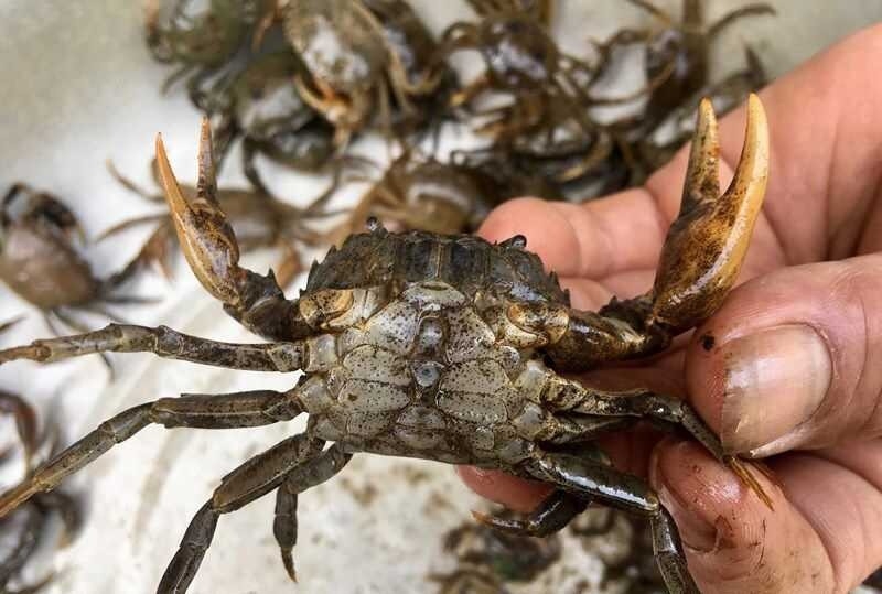 Cách nấu bún riêu cua miền Nam 9