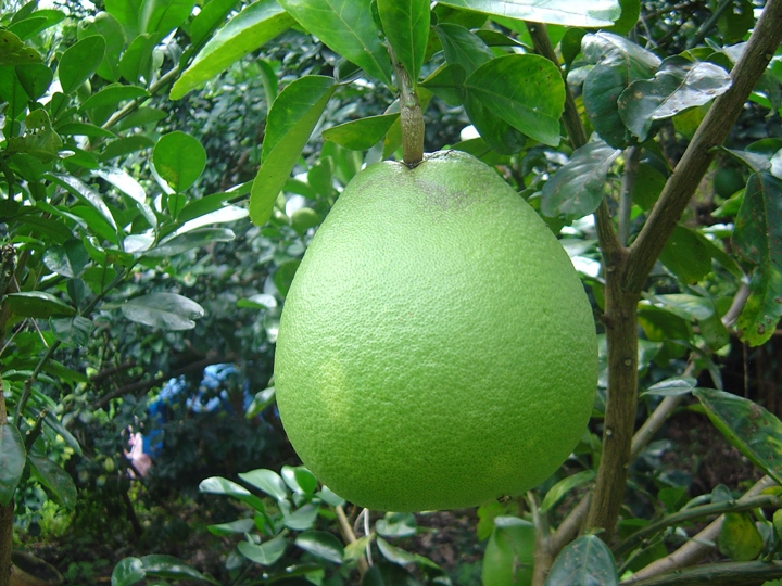 bưởi năm roi 4