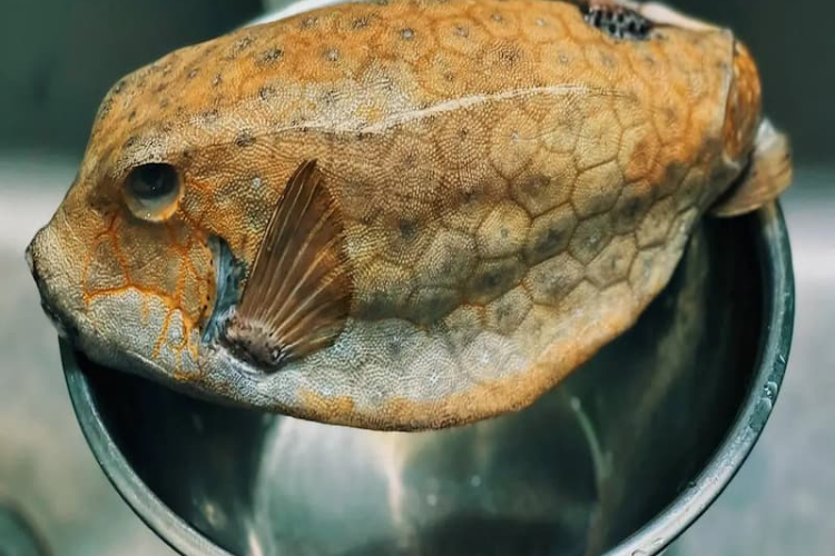 Cá bò hòm hình 2