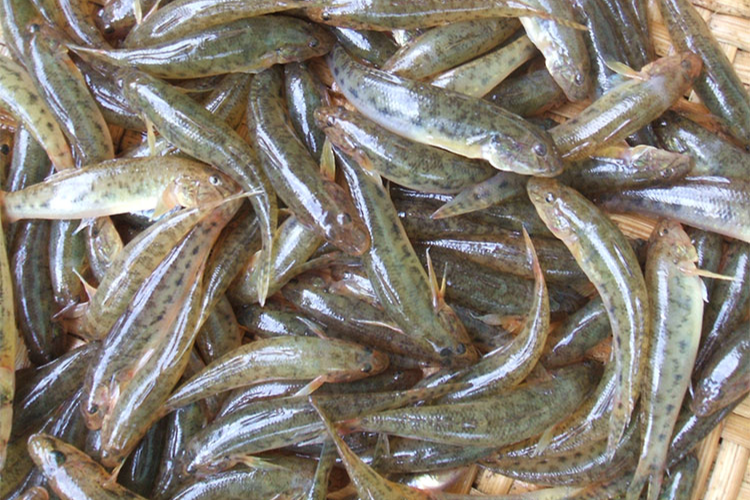 cá bống 6