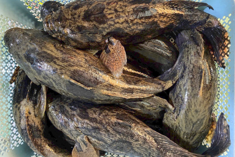 Cá bống tượng hình 2