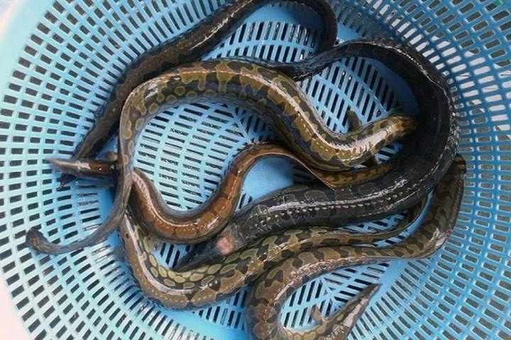 Cá chạch 4