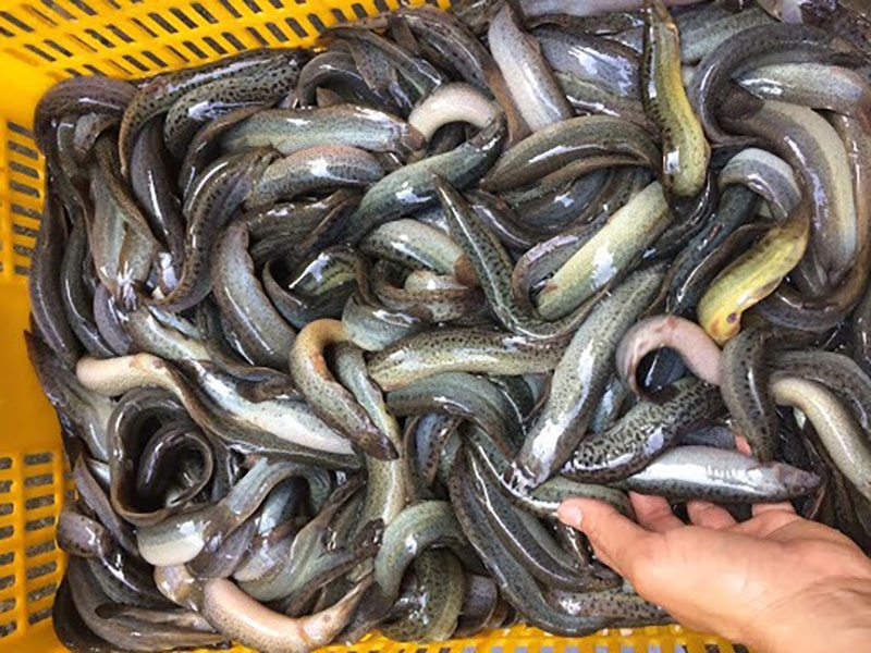 Hướng dẫn cách làm cá chạch kho riềng sả (hình 3)
