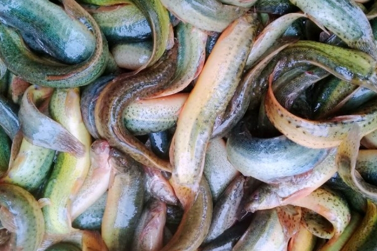 cá chạch kho tiêu 6