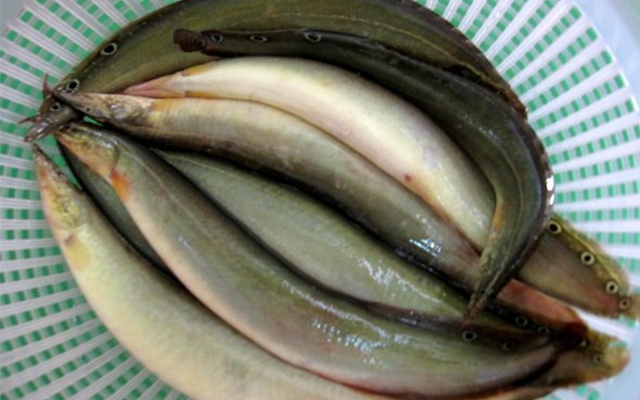 cá chạch kho tương (hình 2)