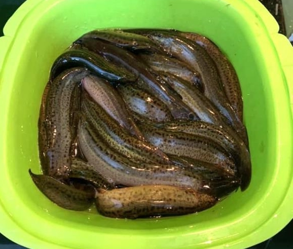 cá chạch kho tương (hình 3)