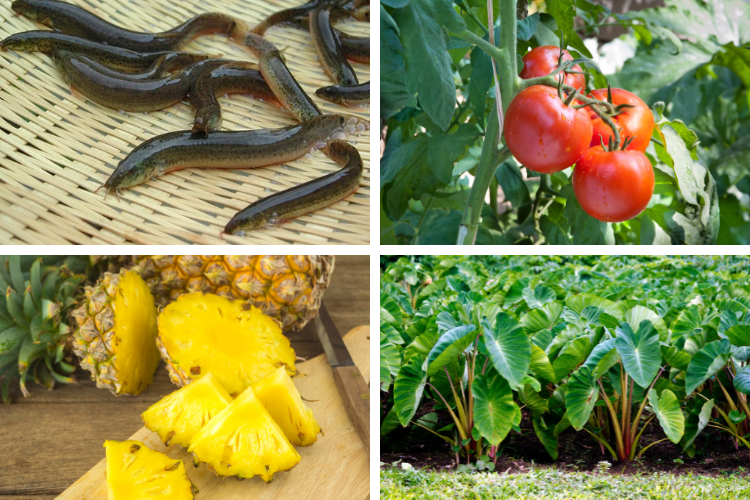 Cá chạch nấu canh chua hình 2