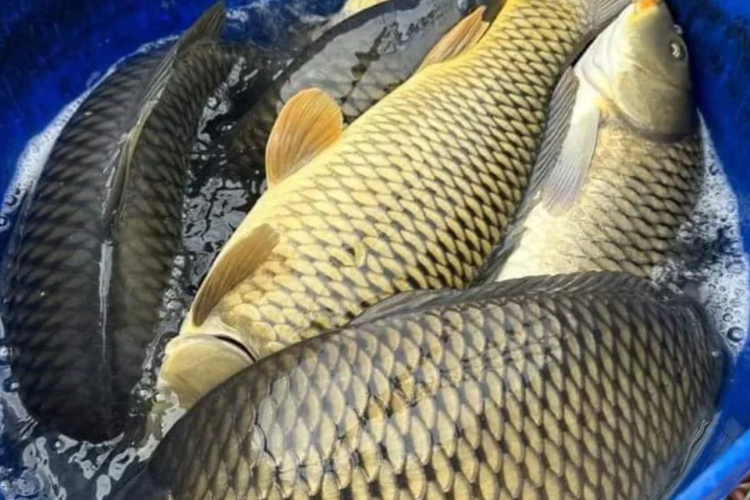cá chép kho khế hình 3