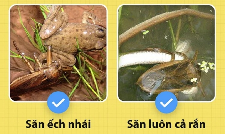 Cà cuống (Hình 2)