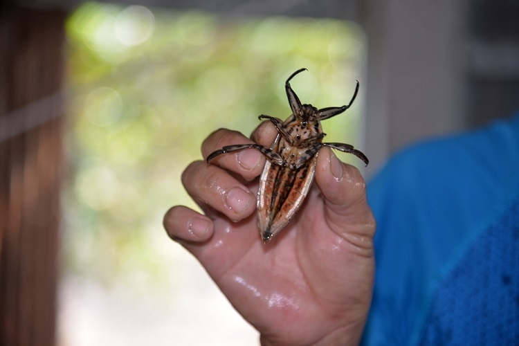 Cà cuống (Hình 3)
