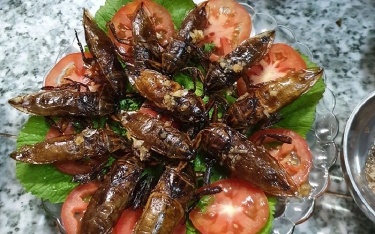 Cà cuống (Hình 5)