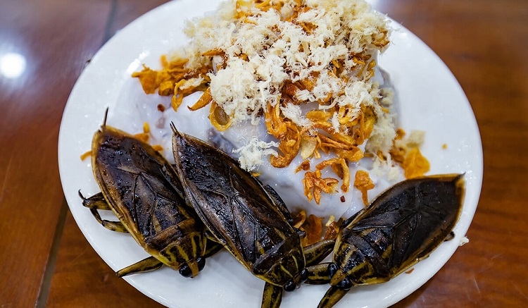Cà cuống (Hình 6)