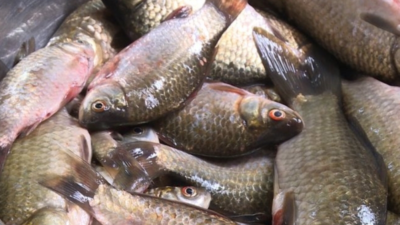 Mẹo hay khi chọn mua cá diếc làm món kho