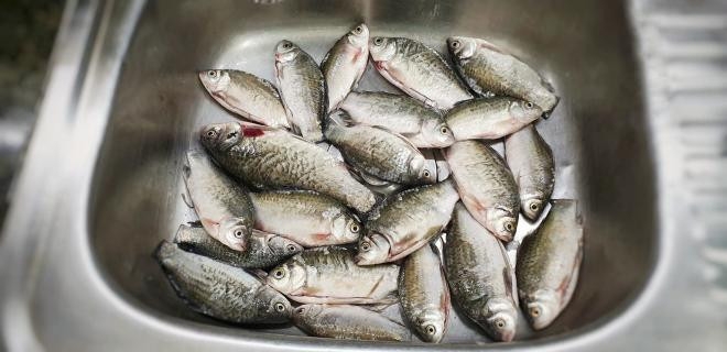 Cá diếc kho riềng - hình 4
